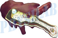 Model Of Amoeba