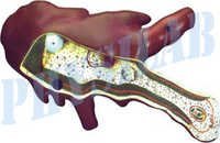 Model Of Amoeba