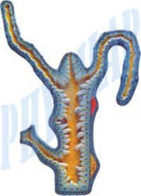 Hydra Biological Models