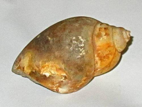 Natural Agate stone Shell