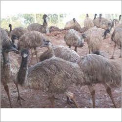 EMU Birds 