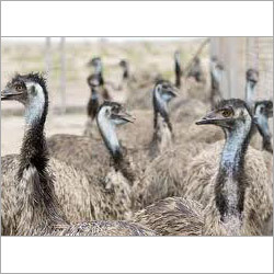 Emu Bird