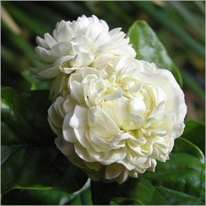 Jasmine Flower