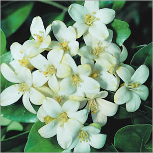 Jasmine Flower