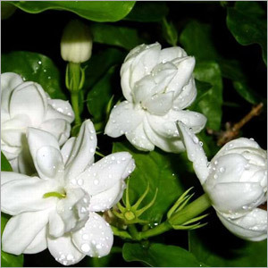 Jasmine Flower