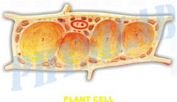 Fibre Glass Plant Cell Model