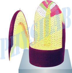 Purple And Yelow Root Models