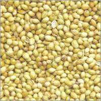 Fresh Coriander Seeds