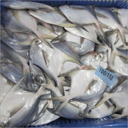 Silver Pomfret Fish