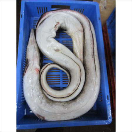 Eel Fishes