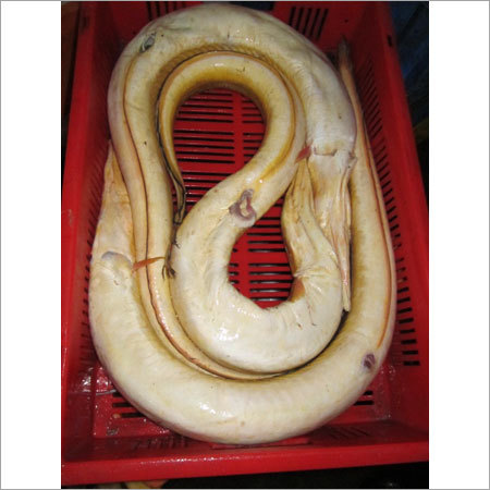 Frozen Eel Fish
