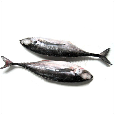 Horse Mackerel Sumaraj