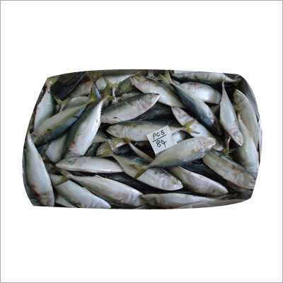 Indian Mackerel