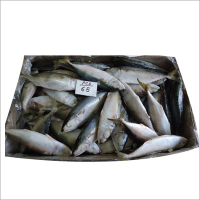 Indian Mackerel