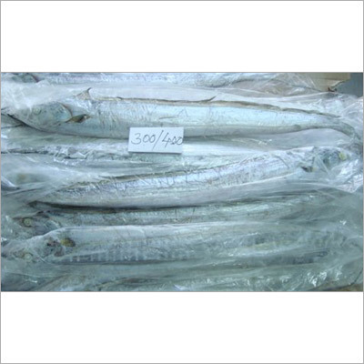 Ribbon Fish