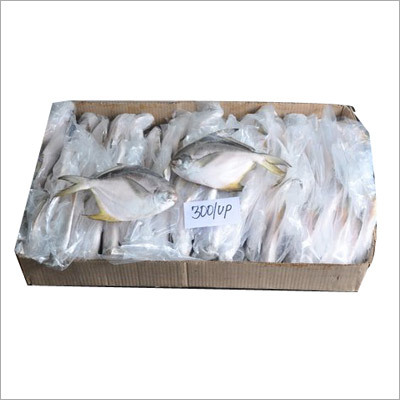 White Pomfret