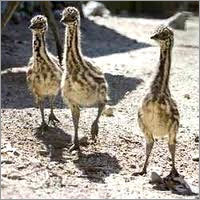 EMU Birds Chick