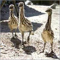 Emu Birds Chick