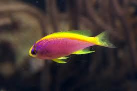 LIQUID PROBIOTIC FOR AQUA