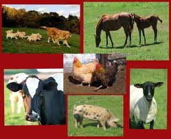 ANTIOXIDENT PROGRAMME FOR ALL ANIMAL FEEDS