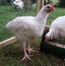 BLEND OF VITAMINS FOR POULTRY