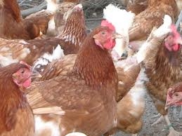 BLEND OF VITAMINS FOR LAYERS