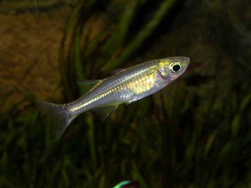 PROVEN FEED SUPPLEMENT TO PREVENT PARASITIC MENACE.