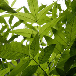 Neem Leaf
