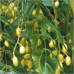 Neem Fruit