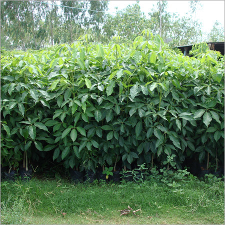 Tabebuia Rosea Plants
