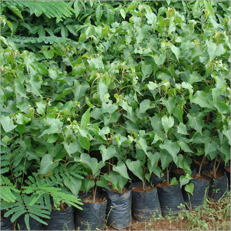 Thespesia Populnea