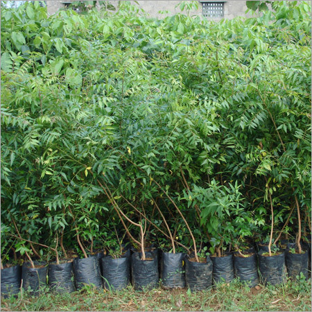 Neem Plant