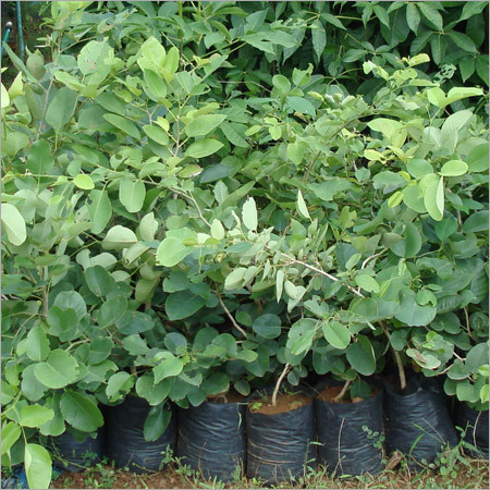 Pterocarpus Santlinus(RED SANDARS)