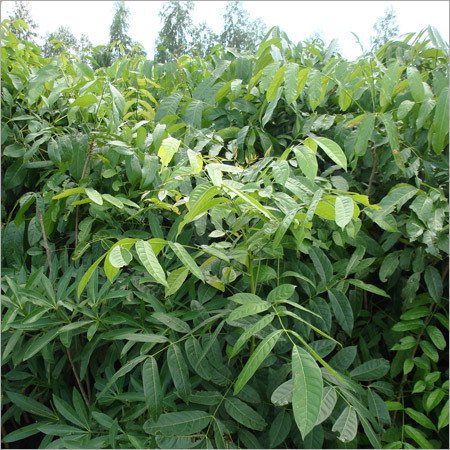 Swietenia Macrophylla