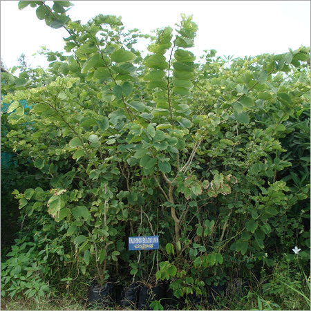 Bauhinia Blackiana