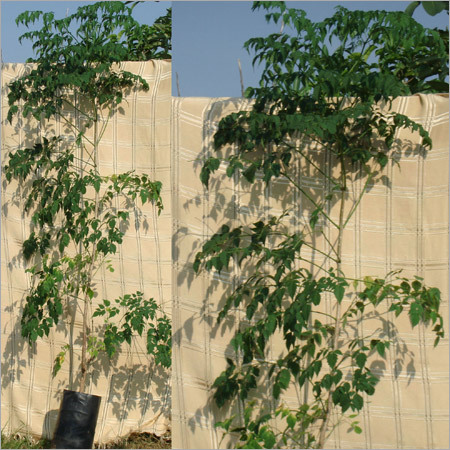 Millingtonia Hortensis Plant