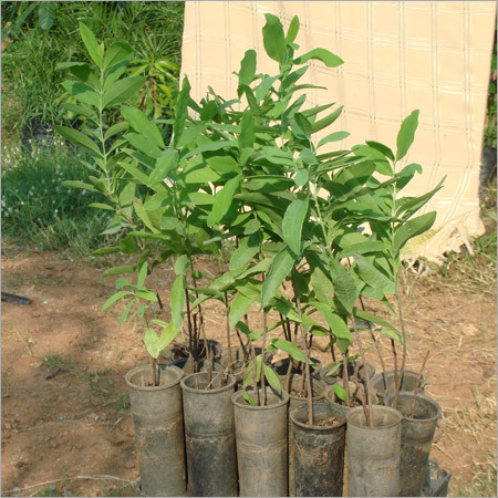 Santalum Album (Sreegandham)