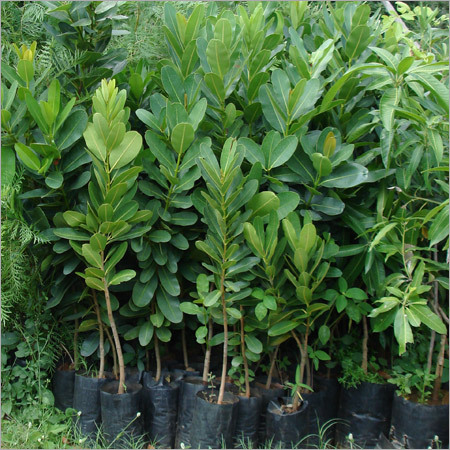 Calophyllum Inophyllum