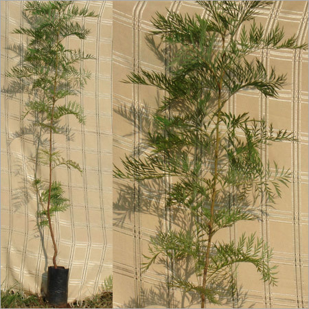 Grevillea Robusta