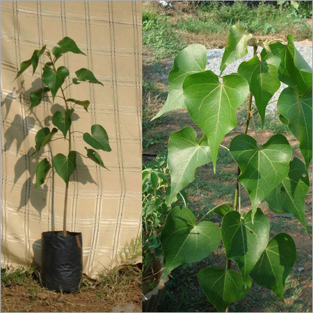 Thespesia Populna (Gangaravi)