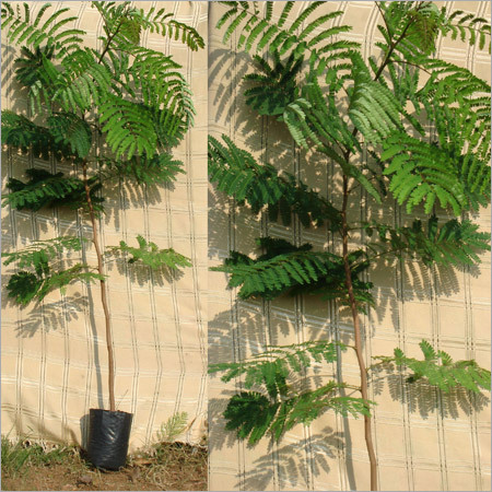 Peltophorum Ferrugineum