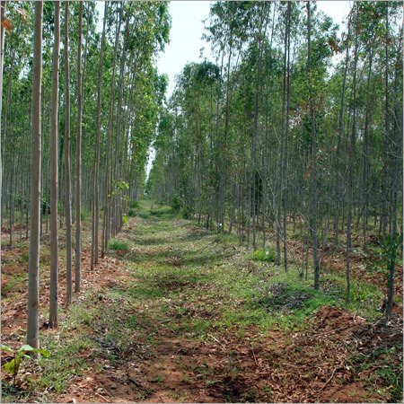 Eucalyptus Tree Plantation