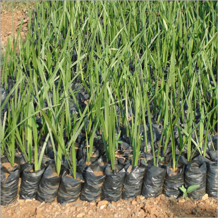 Phoenix Sylvestis Plant