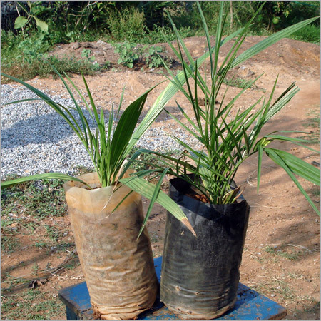 Date Palm