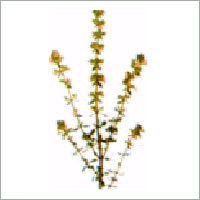 Thyme