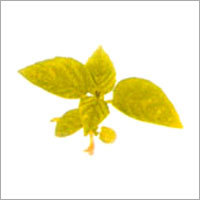 Tarragon - Dried Leaves & Flowering Tops, 2 ft Height | Warm Aroma, Flavorful, Aromatic Culinary Herb, Versatile, Stimulant, Stomachic