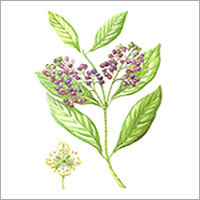 Pimento - Smooth Greyish Bark, 6.5-9.5mm Berries, 13-14 Berries/Gram | Culinary Spice, Food Flavoring, Antioxidant Properties