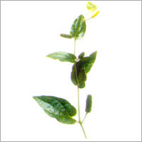 Pepper Long