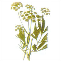 Lovage - Yellowish-Green Herb, 90 cm Height, 13 mm Root Slices | Culinary Herb, Flavor Enhancer, Natural Remedy