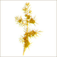 Juniper Berry